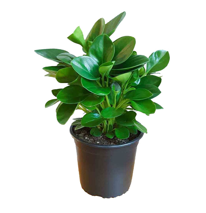 پپرومیا قاشقی برگ بزرگ